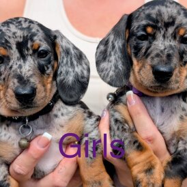 Dachshund (Standard &amp; Miniature) - Both