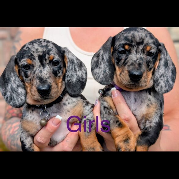 Dachshund (Standard &amp; Miniature) - Both