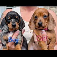 Dachshund (Standard &amp; Miniature) - Both