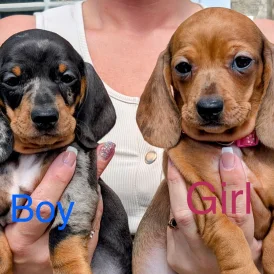 Dachshund (Standard &amp; Miniature) - Both