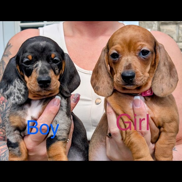 Dachshund (Standard &amp; Miniature) - Both