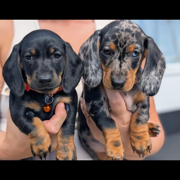 Dachshund (Standard &amp; Miniature) - Both