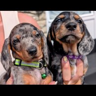 Dachshund (Standard &amp; Miniature) - Both