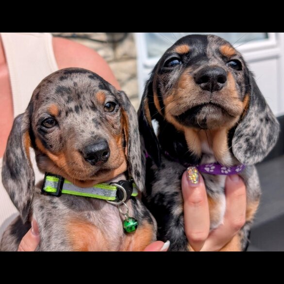 Dachshund (Standard &amp; Miniature) - Both