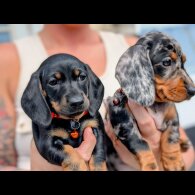 Dachshund (Standard &amp; Miniature) - Both
