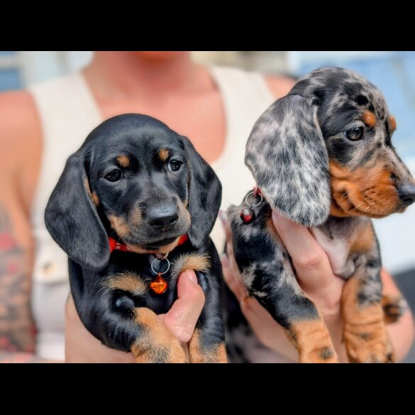 Dachshund (Standard &amp; Miniature) - Both
