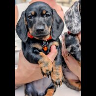 Dachshund (Standard &amp; Miniature) - Both