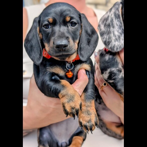 Dachshund (Standard &amp; Miniature) - Both