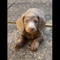 Dachshund (Standard &amp; Miniature) - Both
