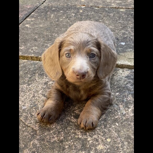 Dachshund (Standard &amp; Miniature) - Both