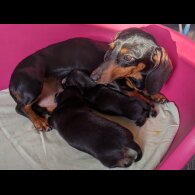 Dachshund (Standard &amp; Miniature) - Bitches