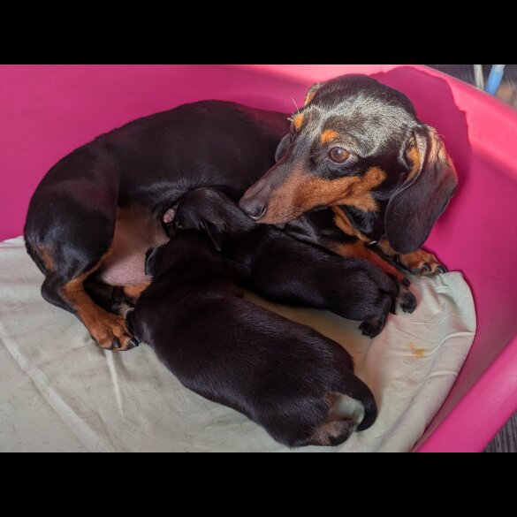 Dachshund (Standard &amp; Miniature) - Bitches