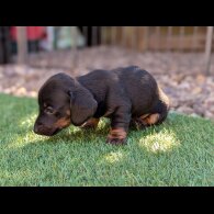 Dachshund (Standard &amp; Miniature) - Bitches