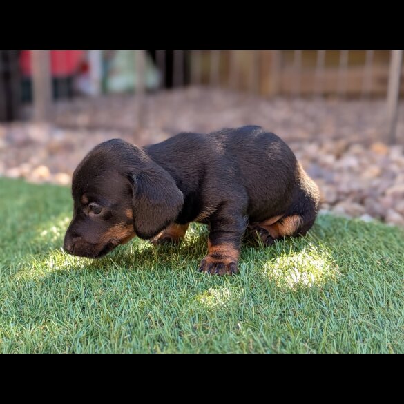 Dachshund (Standard &amp; Miniature) - Bitches