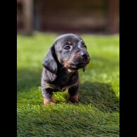 Dachshund (Standard &amp; Miniature) - Bitches