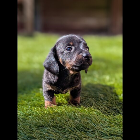 Dachshund (Standard &amp; Miniature) - Bitches