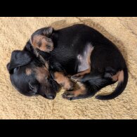 Dachshund (Standard &amp; Miniature) - Bitches