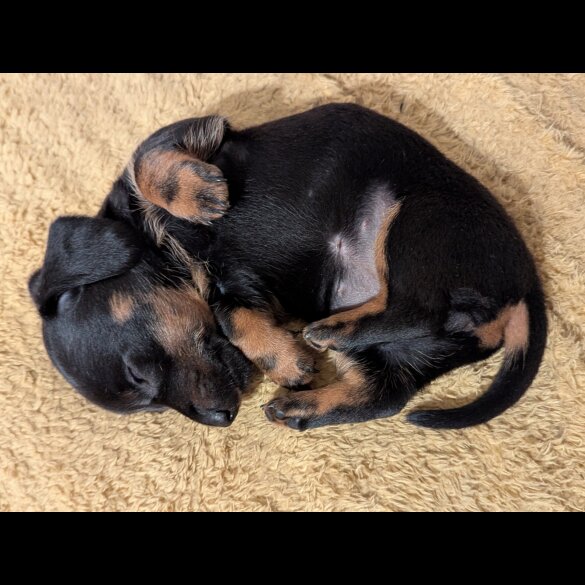 Dachshund (Standard &amp; Miniature) - Bitches