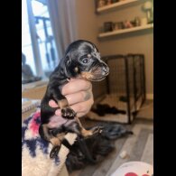 Dachshund (Standard &amp; Miniature) - Both
