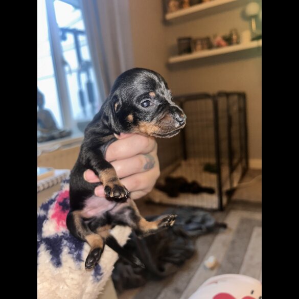 Dachshund (Standard &amp; Miniature) - Both