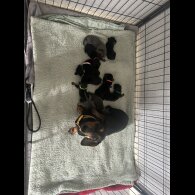Dachshund (Standard &amp; Miniature) - Both