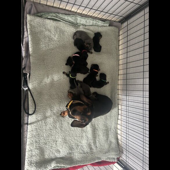 Dachshund (Standard &amp; Miniature) - Both