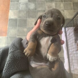 Dachshund (Standard &amp; Miniature) - Both