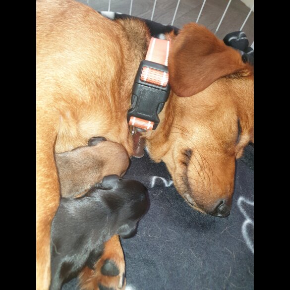 Dachshund (Standard &amp; Miniature) - Both