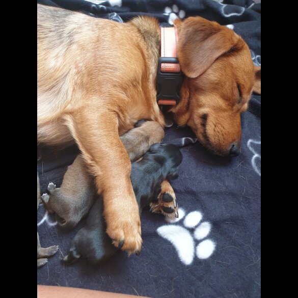 Dachshund (Standard &amp; Miniature) - Both