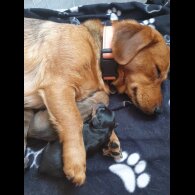 Dachshund (Standard &amp; Miniature) - Both