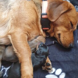 Dachshund (Standard &amp; Miniature) - Both