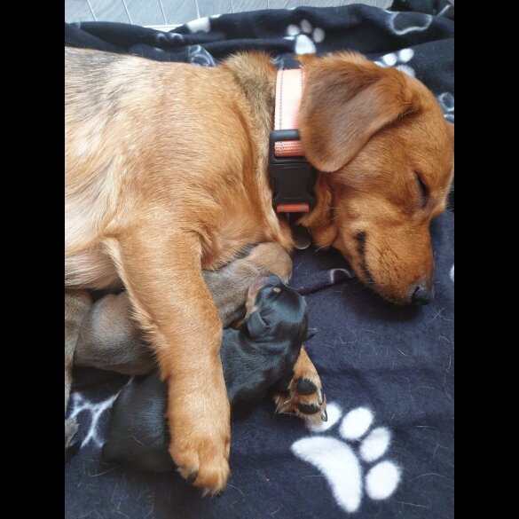 Dachshund (Standard &amp; Miniature) - Both
