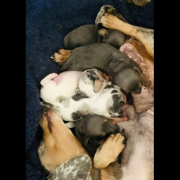 Dachshund (Standard &amp; Miniature) - Both