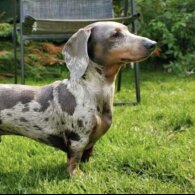 Dachshund (Standard &amp; Miniature) - Both