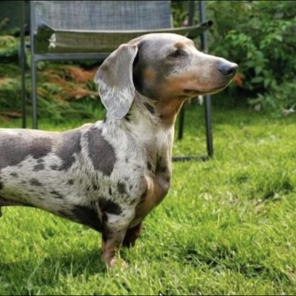 Dachshund (Standard &amp; Miniature) - Both