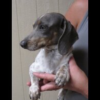 Dachshund (Standard &amp; Miniature) - Both