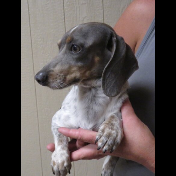 Dachshund (Standard &amp; Miniature) - Both