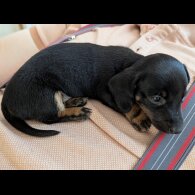 Dachshund (Standard &amp; Miniature) - Bitches