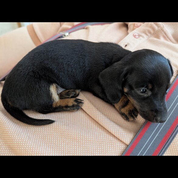 Dachshund (Standard &amp; Miniature) - Bitches