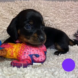 Dachshund (Standard &amp; Miniature) - Both