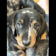 Dachshund (Standard &amp; Miniature) - Both