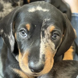 Dachshund (Standard &amp; Miniature) - Both