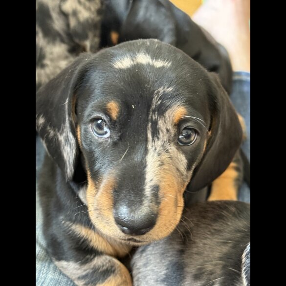 Dachshund (Standard &amp; Miniature) - Both