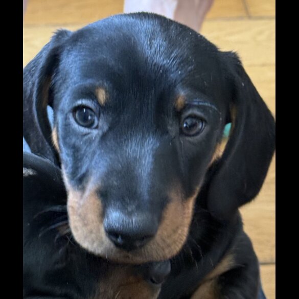 Dachshund (Standard &amp; Miniature) - Both