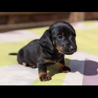 Dachshund (Standard &amp; Miniature) - Bitches