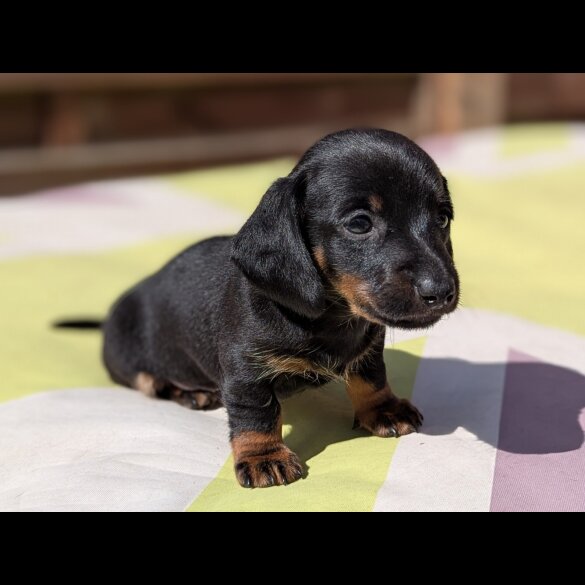 Dachshund (Standard &amp; Miniature) - Bitches