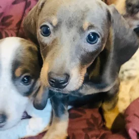 Dachshund (Standard &amp; Miniature) - Both