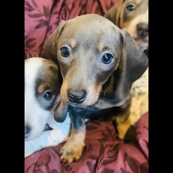 Dachshund (Standard &amp; Miniature) - Both