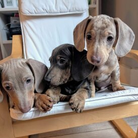 Dachshund (Standard &amp; Miniature) - Both