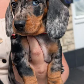 Dachshund (Standard &amp; Miniature) - Both